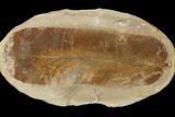 Fossil Fern (Macroneuropteris) Pos/Neg - Mazon Creek #121171-2